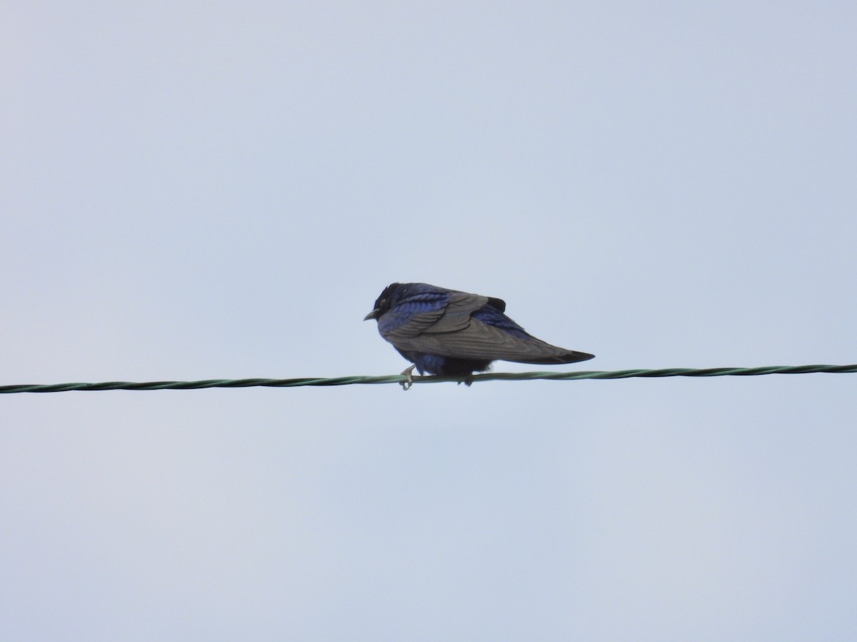 Golondrina Purpúrea - ML567773361