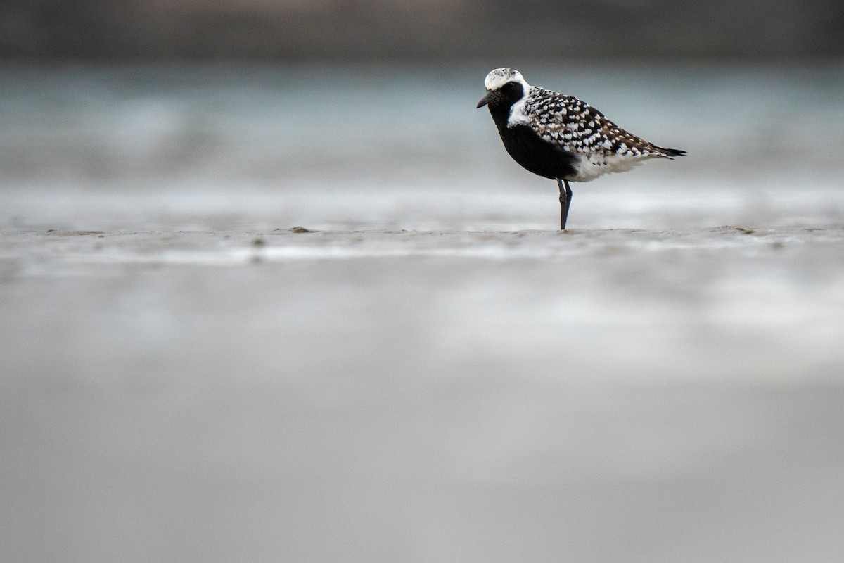 Black-bellied Plover - Jacob Durrent