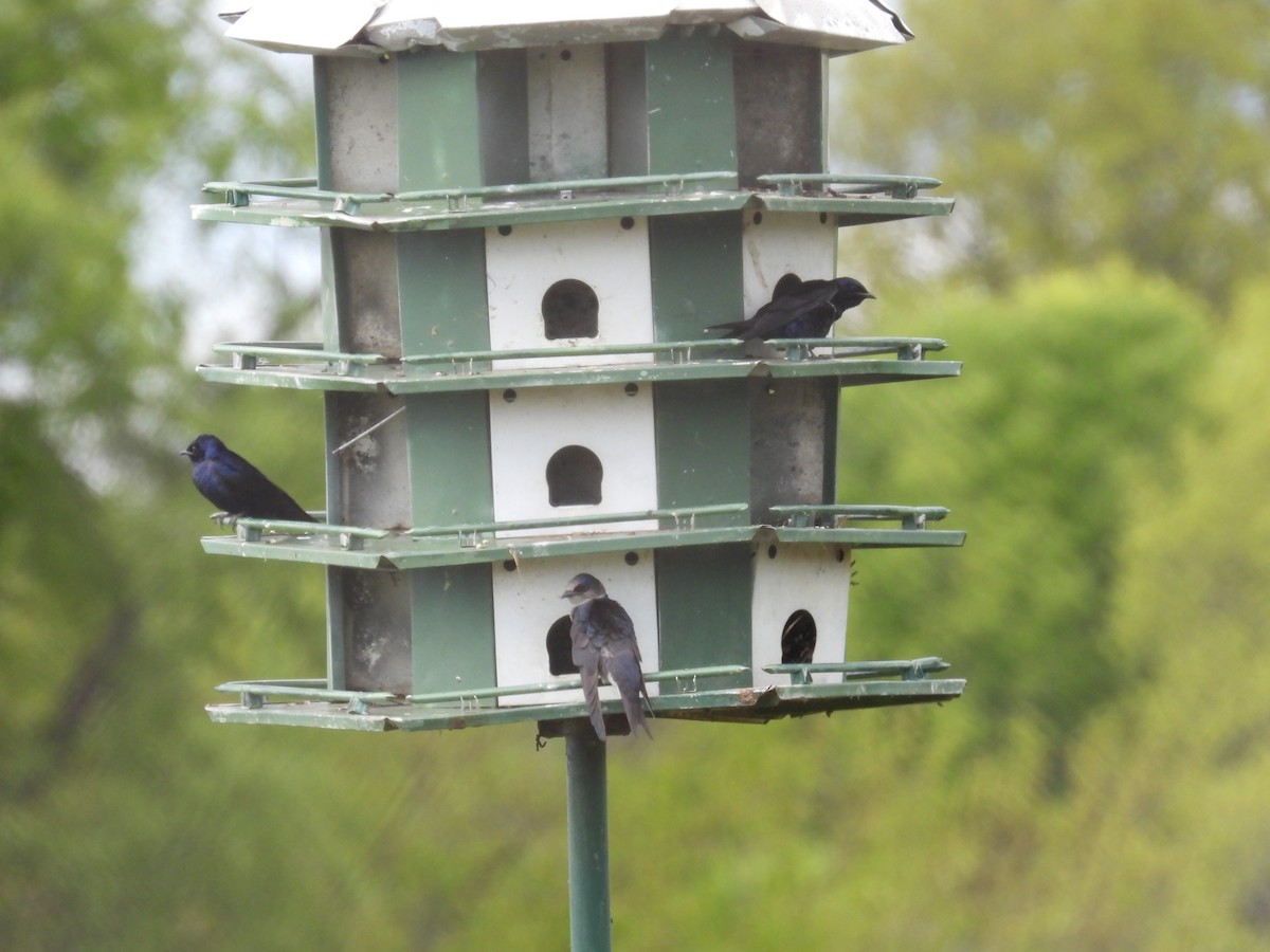 Purple Martin - ML567774211