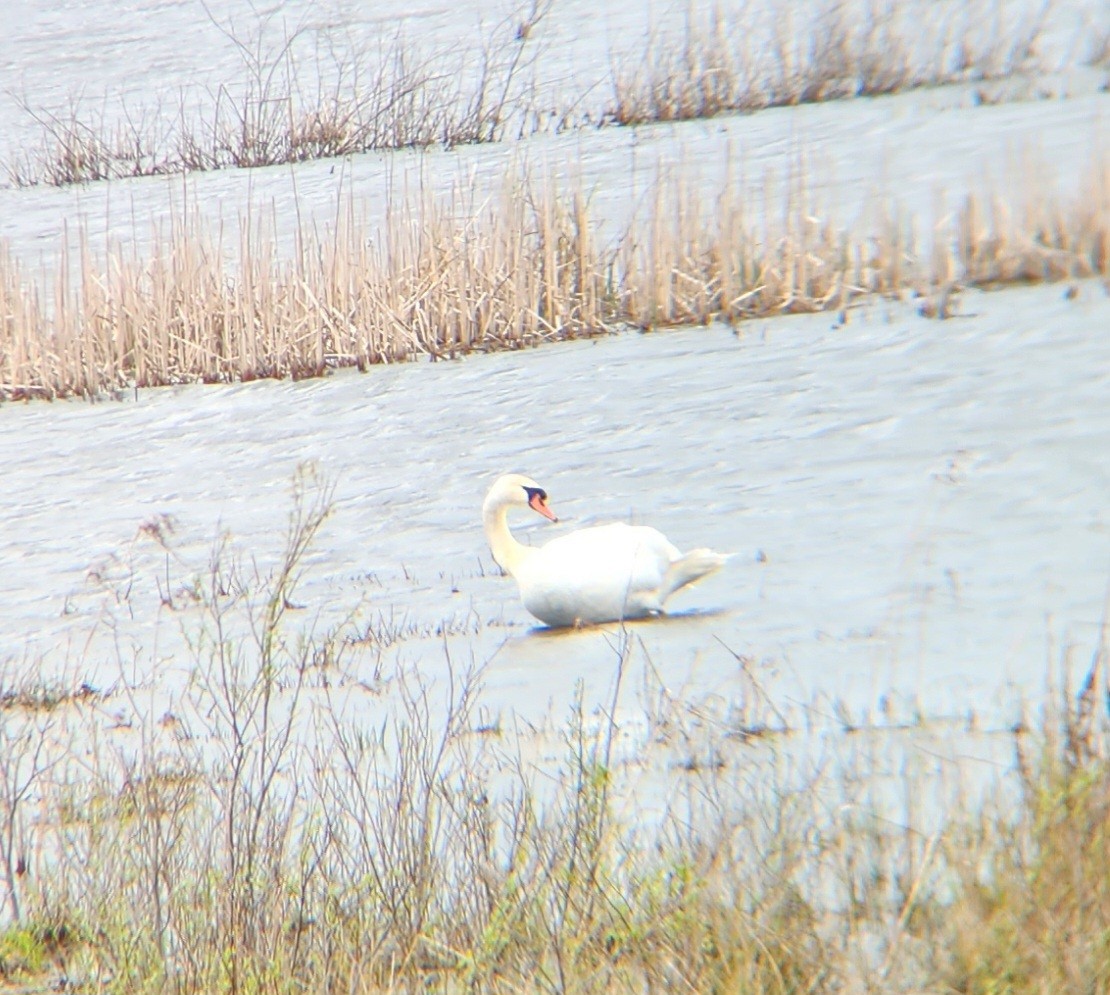 Cygne tuberculé - ML567774551