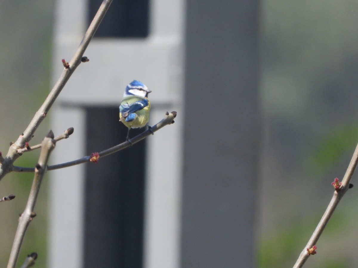 Eurasian Blue Tit - ML567775041