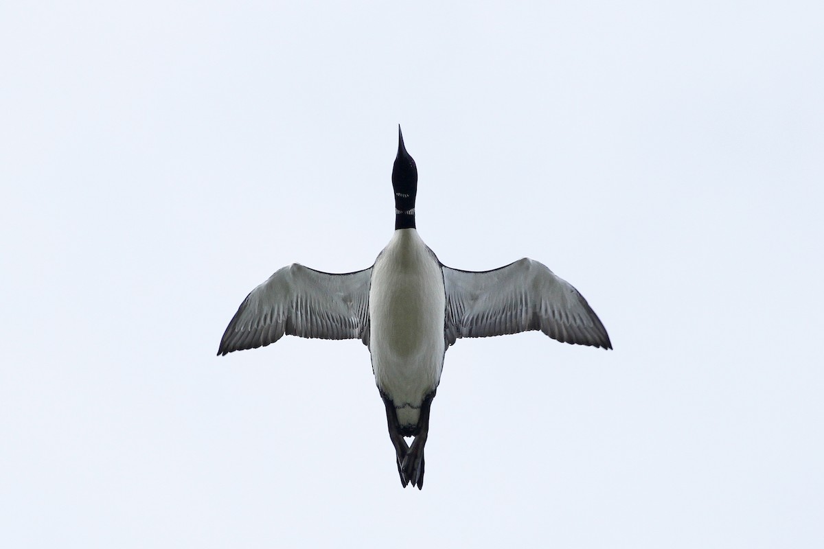 Common Loon - ML56777531