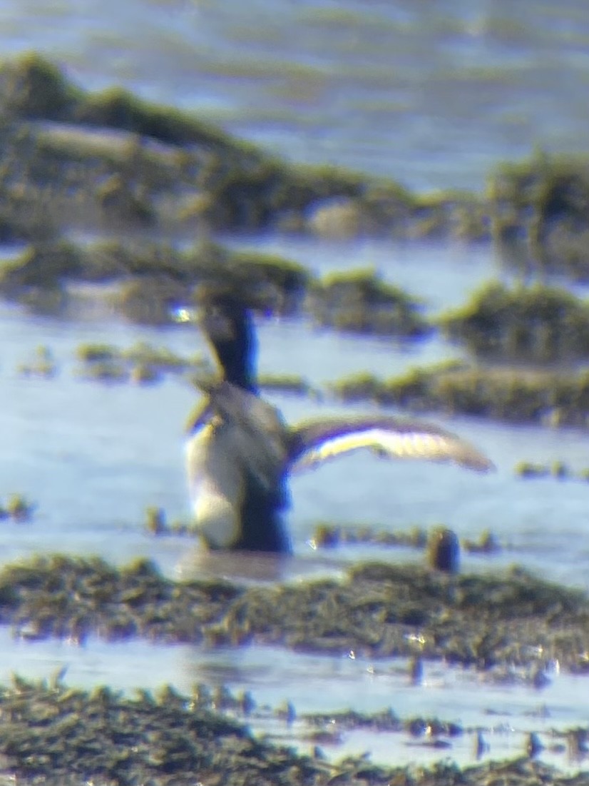 Greater Scaup - ML567775321