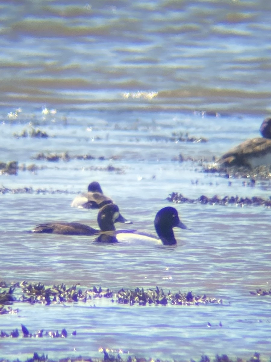 Greater Scaup - ML567775331