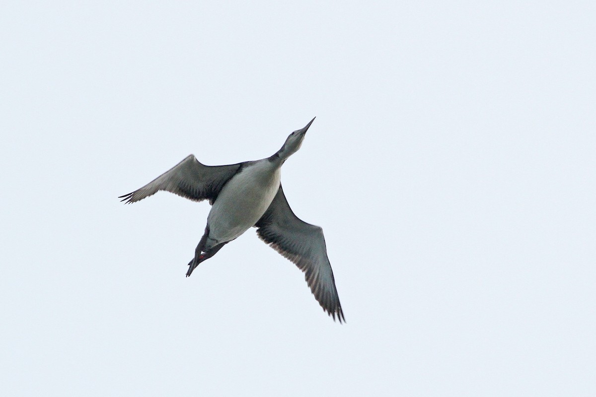 Common Loon - ML56777581