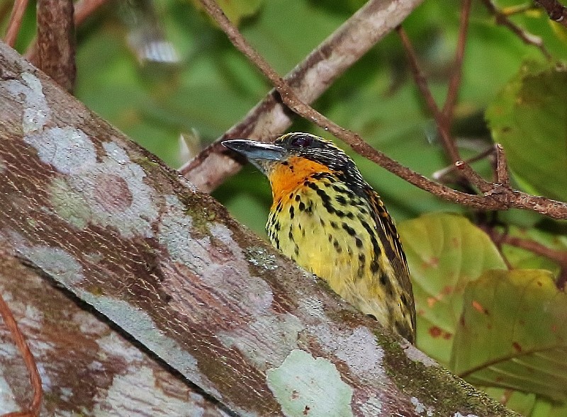 Yaldızlı Barbet - ML56777611