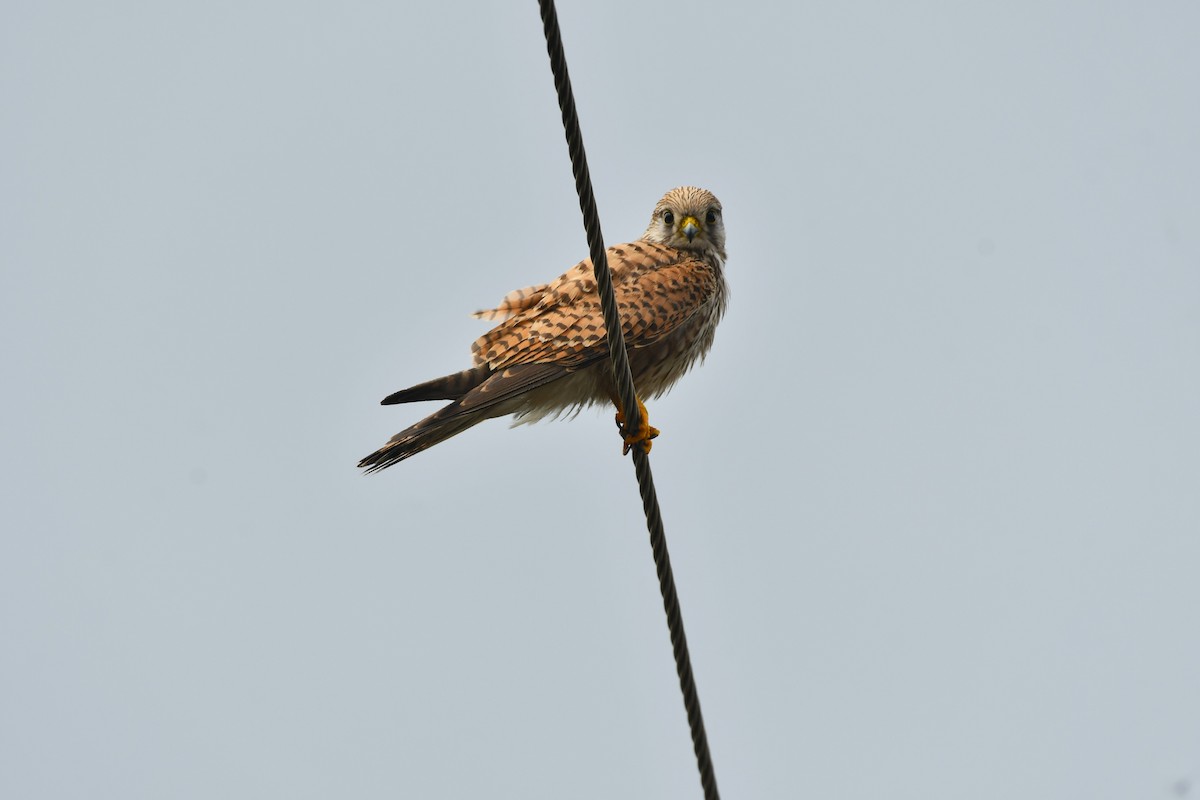 Eurasian Kestrel - AJU RAJU