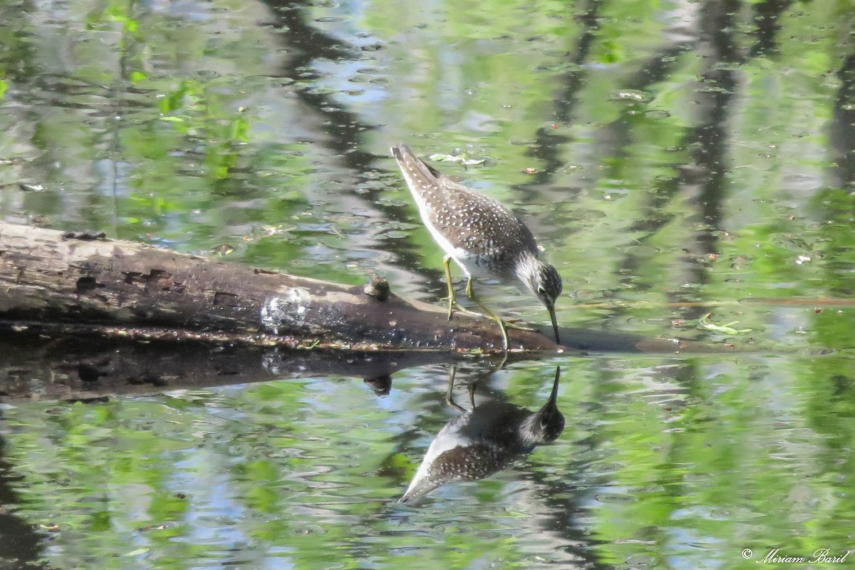 Solitary Sandpiper - ML56777671