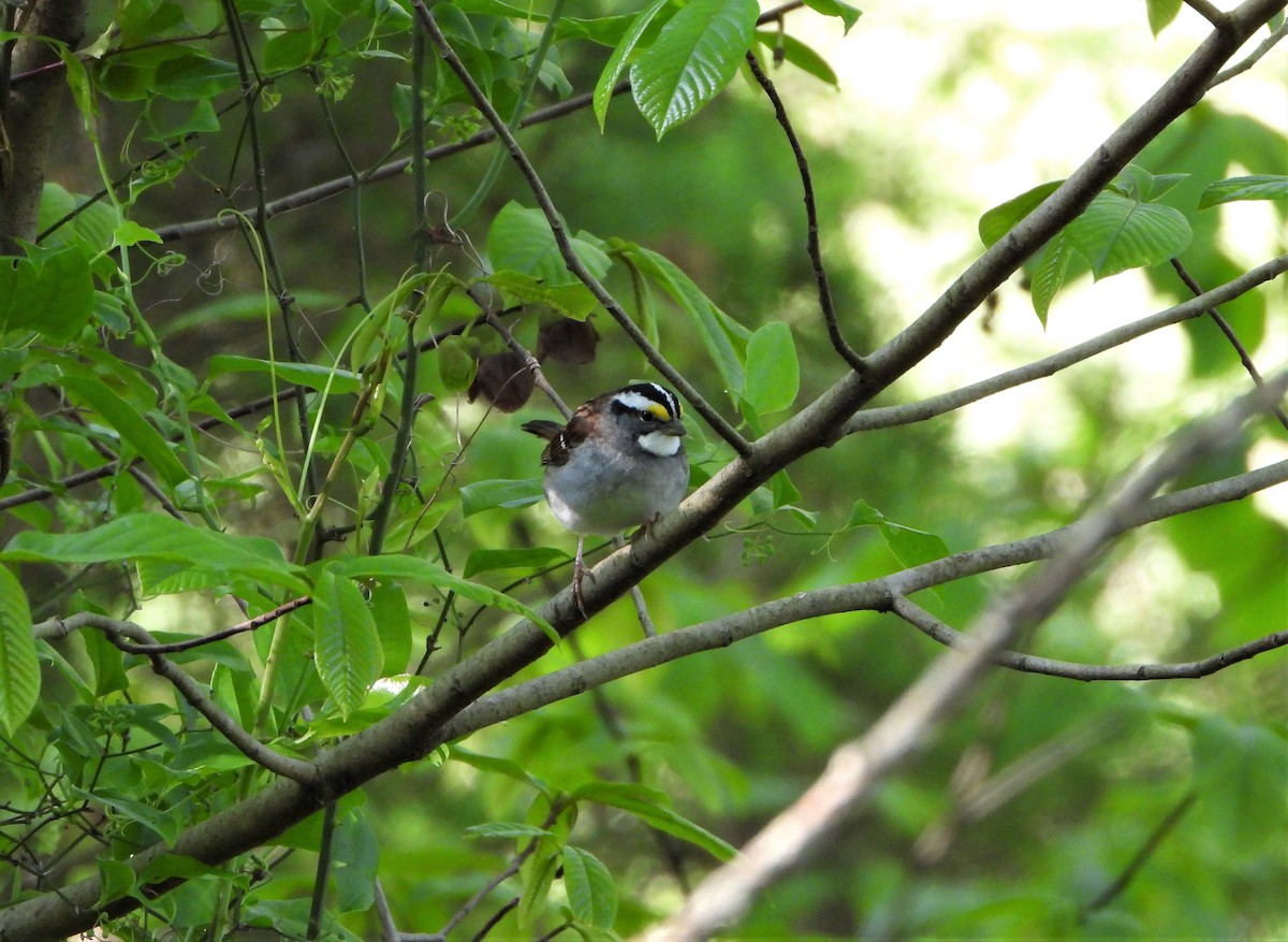 White-throated Sparrow - ML567776791