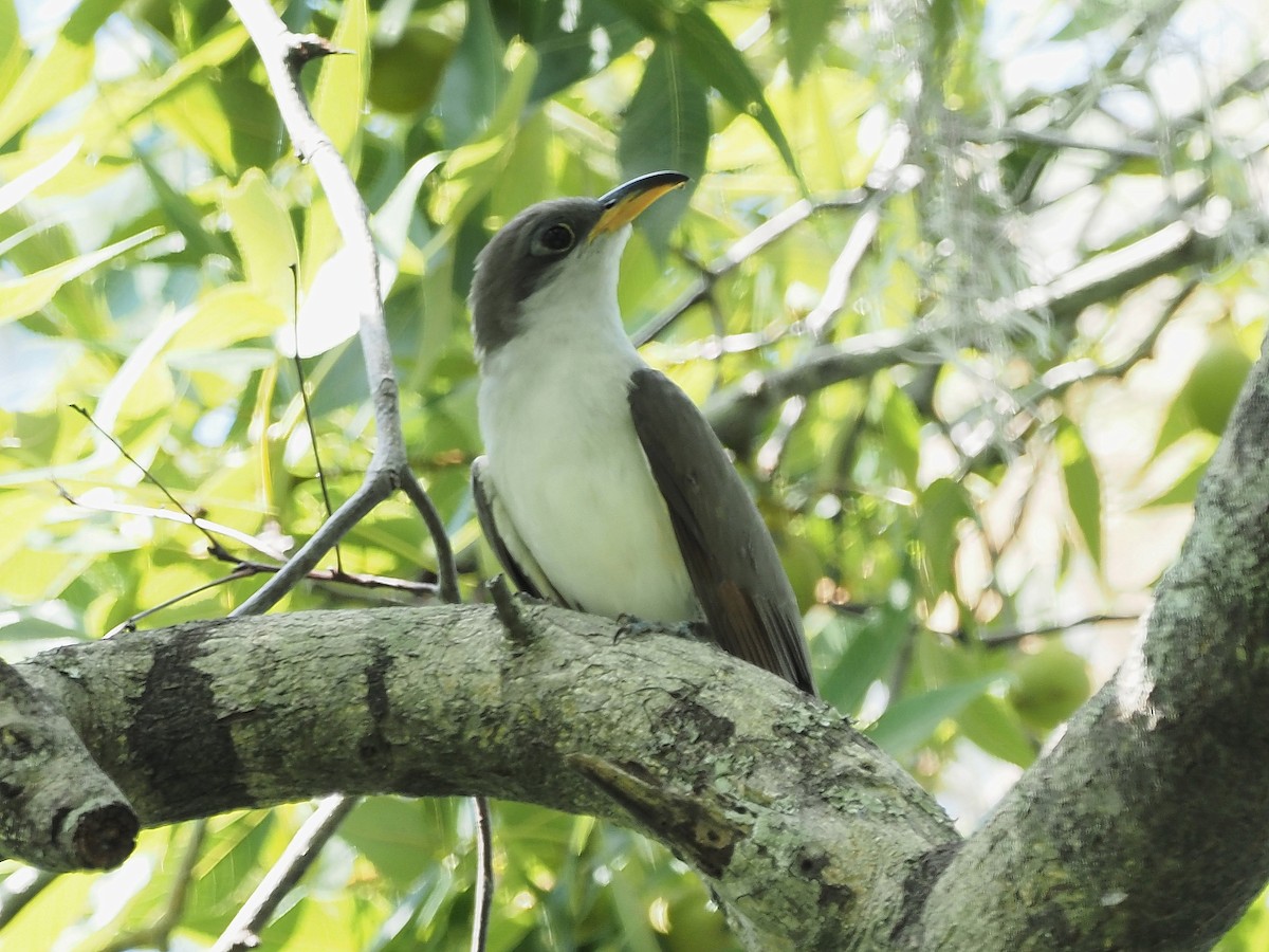 Yellow-billed Cuckoo - ML567777041