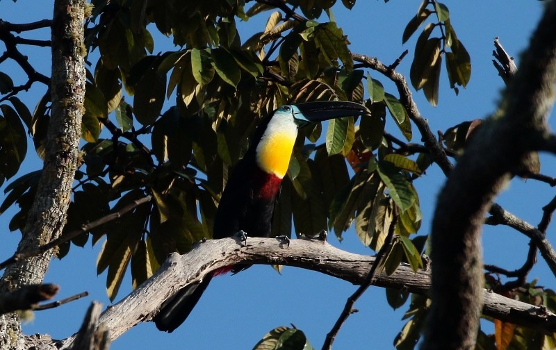 Toucan vitellin - ML56777711