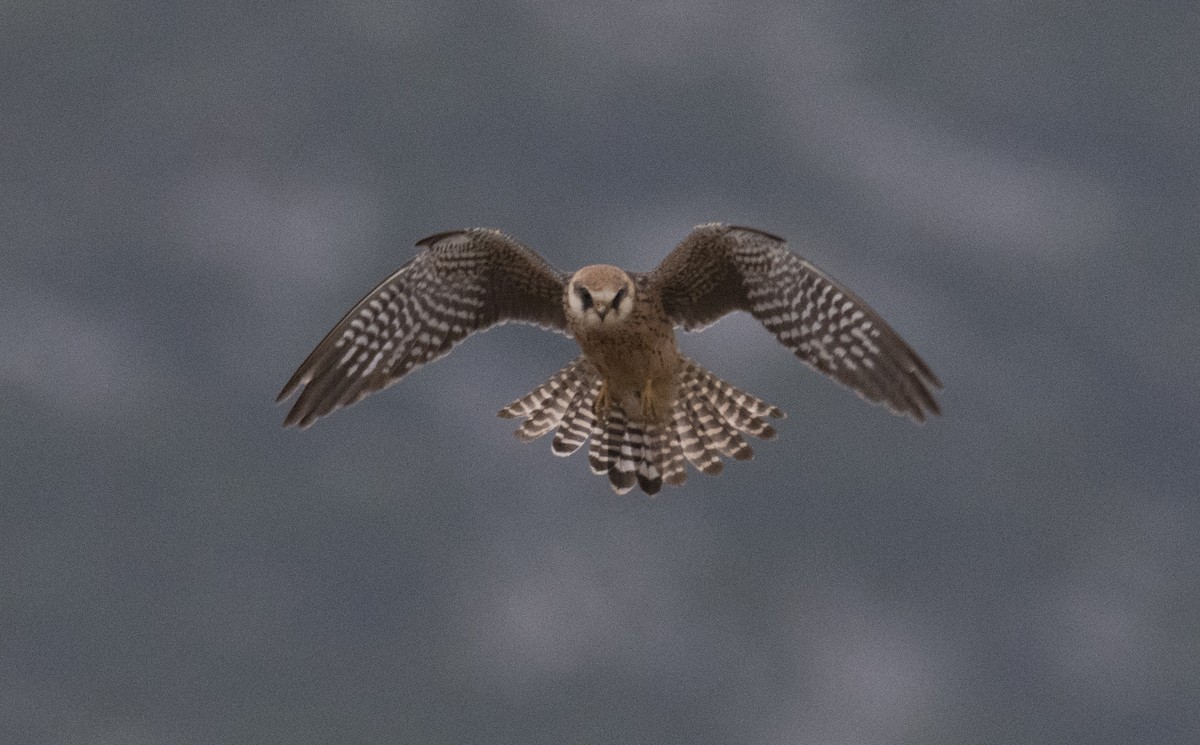 Red-footed Falcon - Giota Bourneli