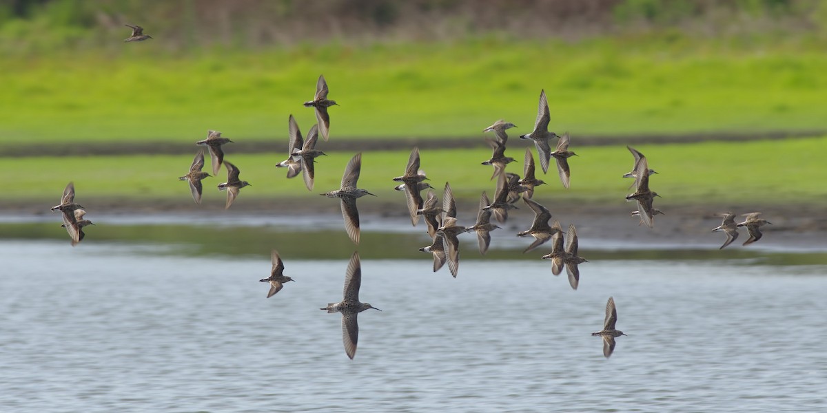 White-rumped Sandpiper - Stephen Mann