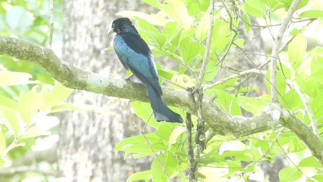 Hair-crested Drongo - ML567778321