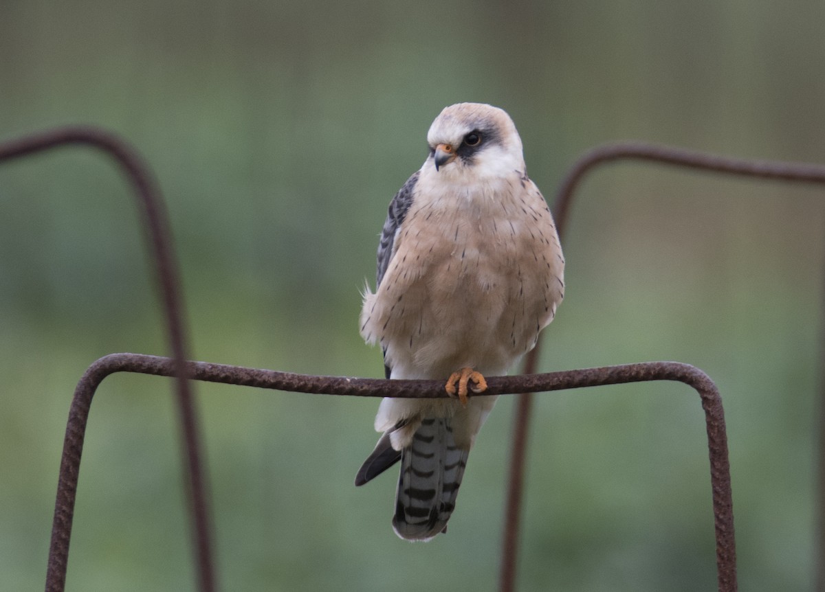 Red-footed Falcon - ML567778491