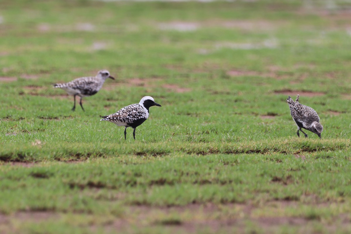 Black-bellied Plover - ML567778591