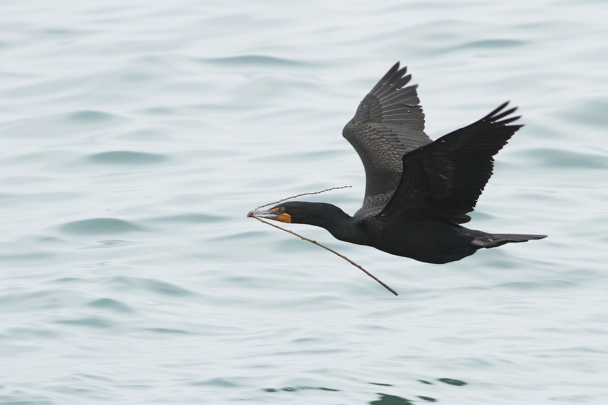 Double-crested Cormorant - Evan Lipton