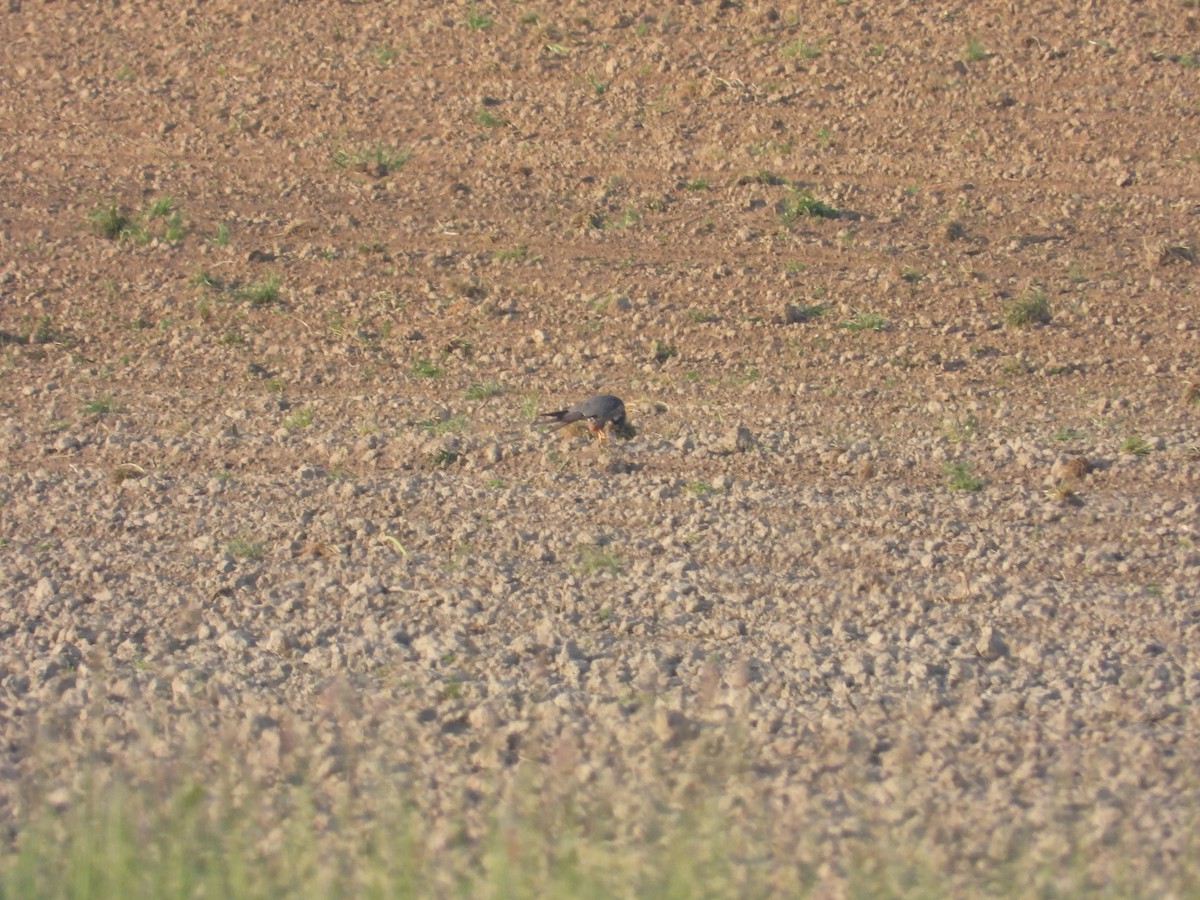 Eurasian Hobby - ML567778661