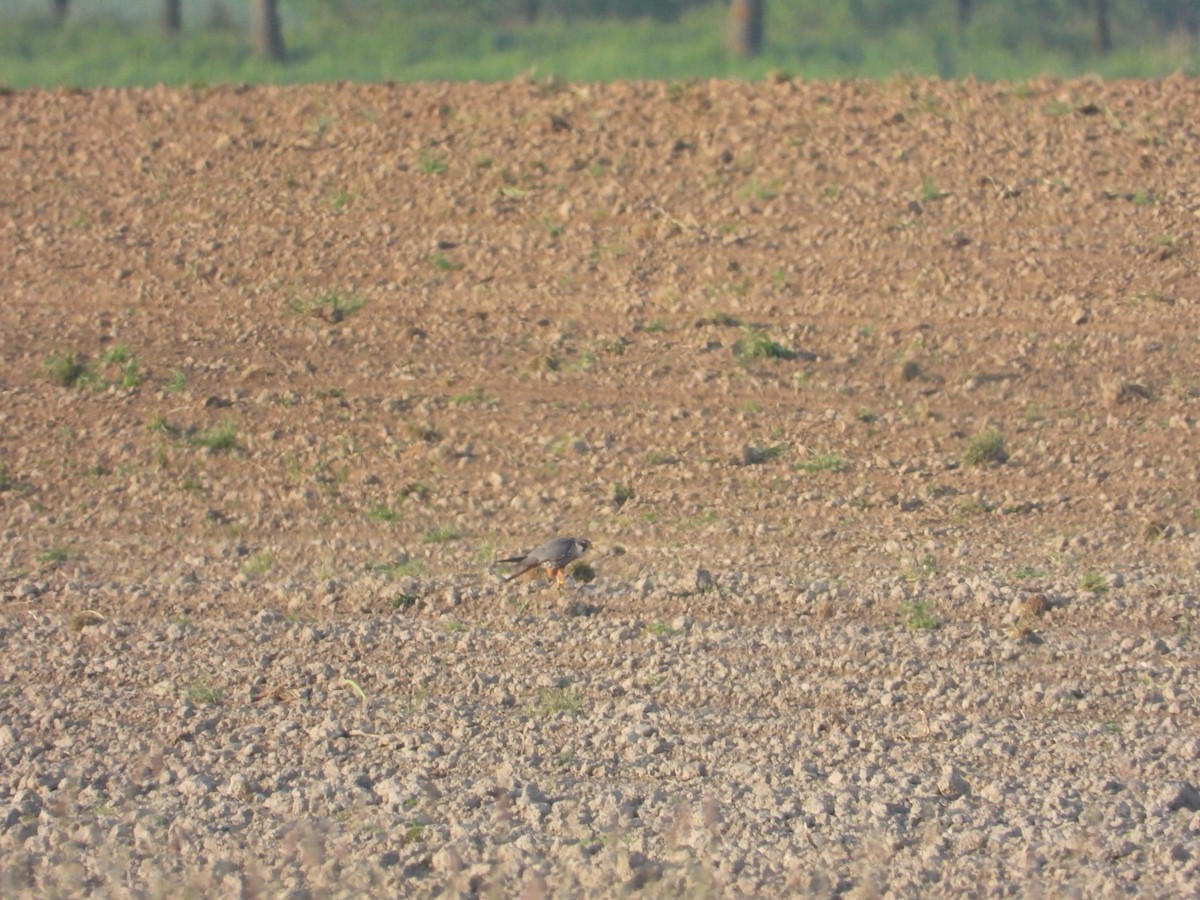 Eurasian Hobby - ML567778751