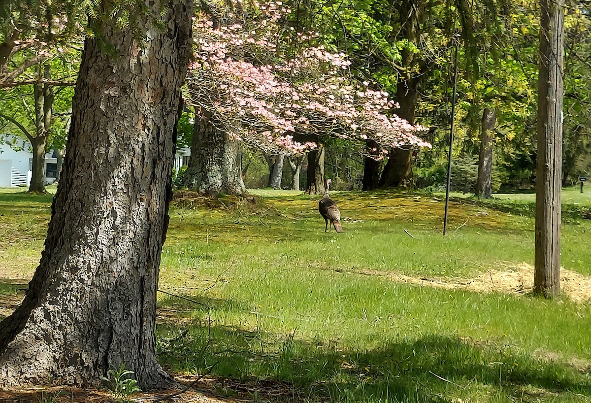 Wild Turkey - Susan Carpenter