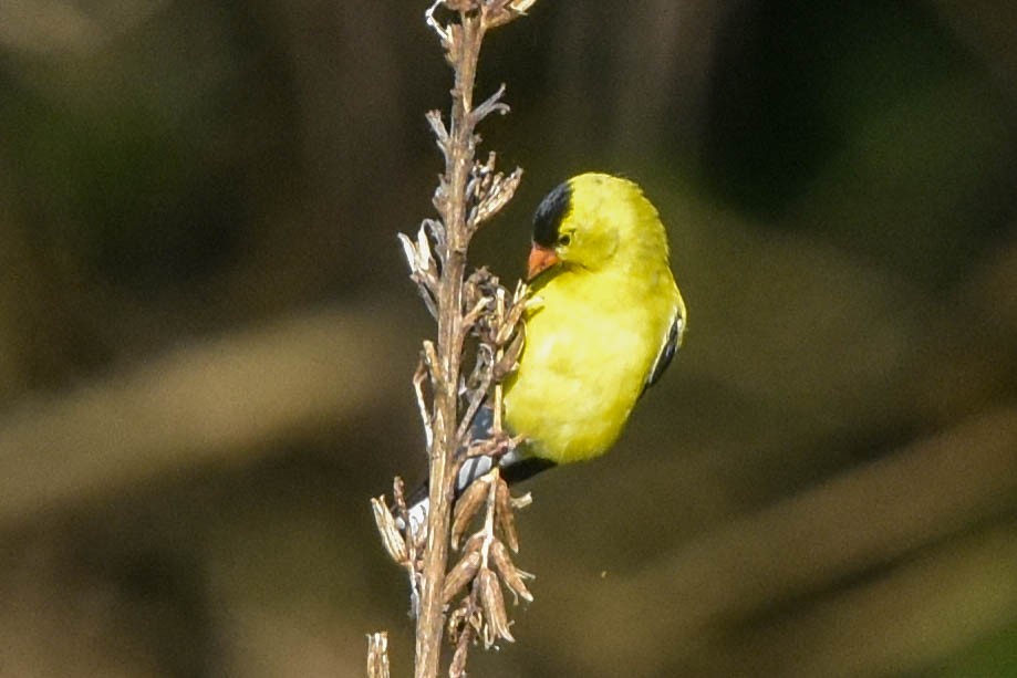 American Goldfinch - ML567779801