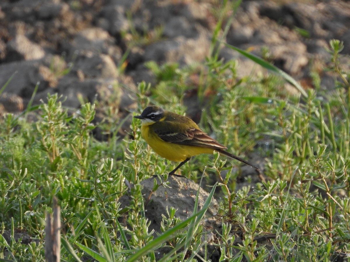 Western Yellow Wagtail - ML567779981