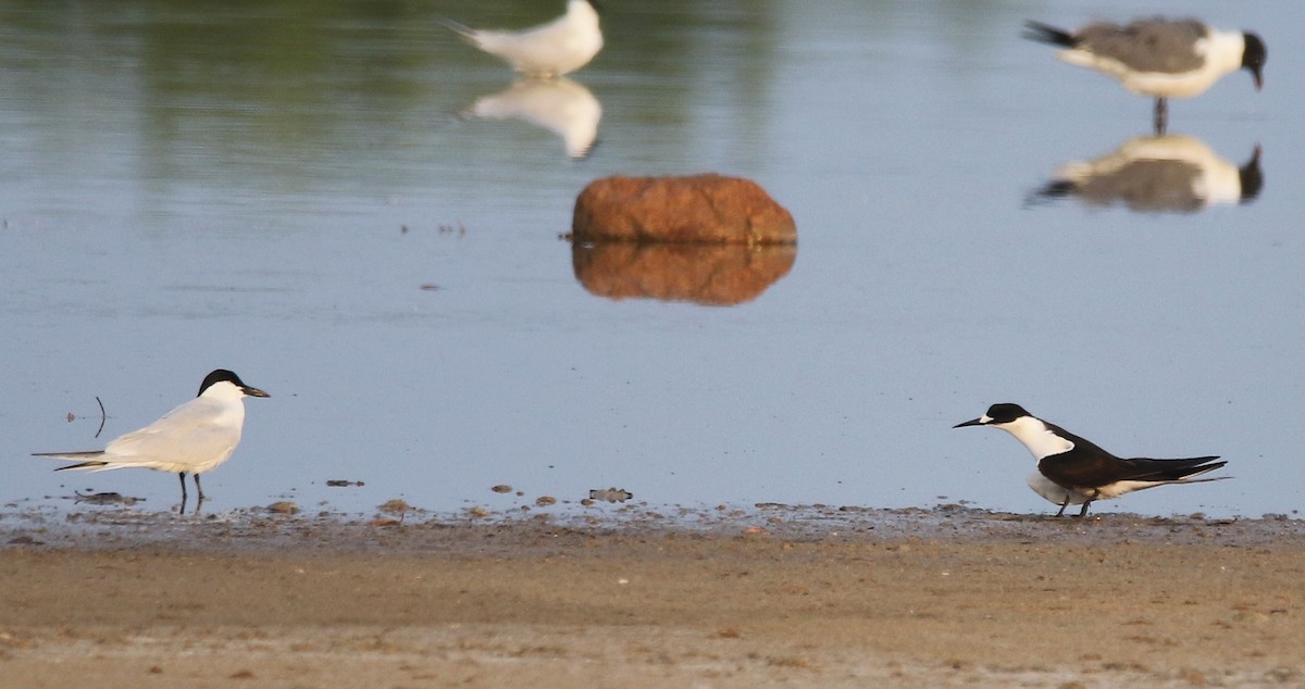 Sooty Tern - ML567780111