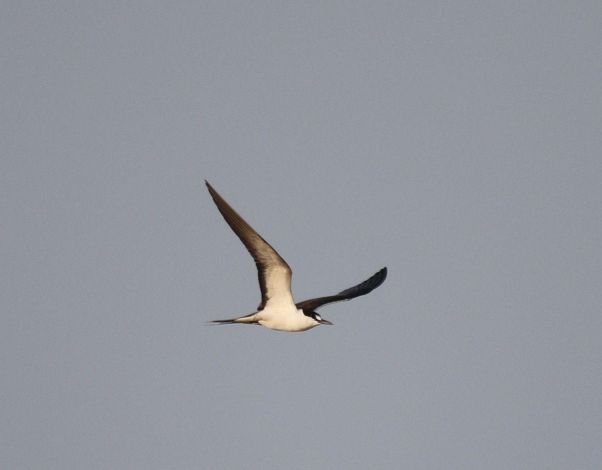 Sooty Tern - ML567780151