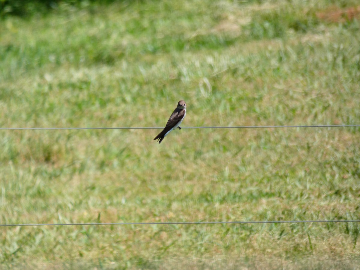 Northern Rough-winged Swallow - ML567781471