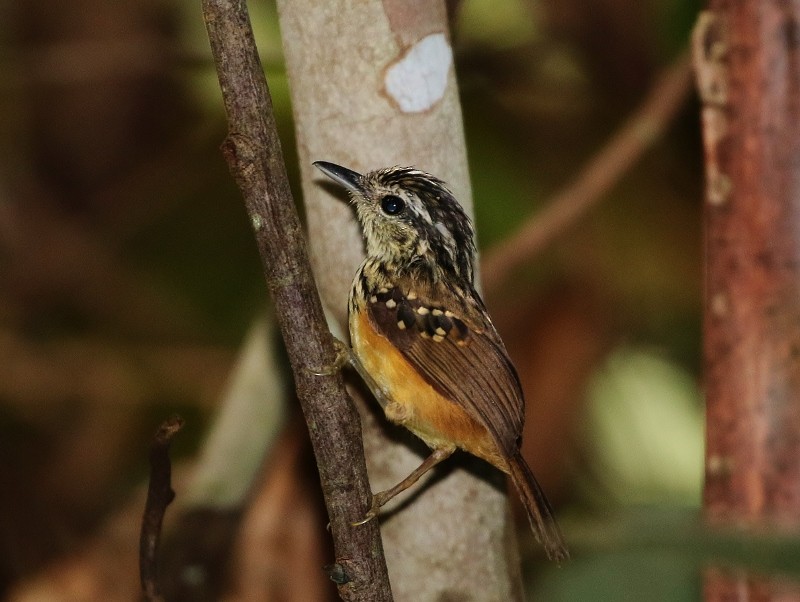 Imeri Warbling-Antbird - Margareta Wieser