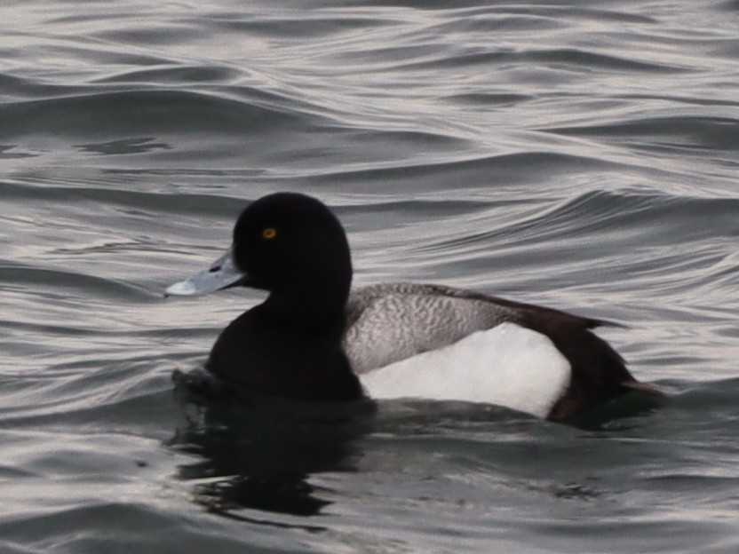 Greater Scaup - ML567781851