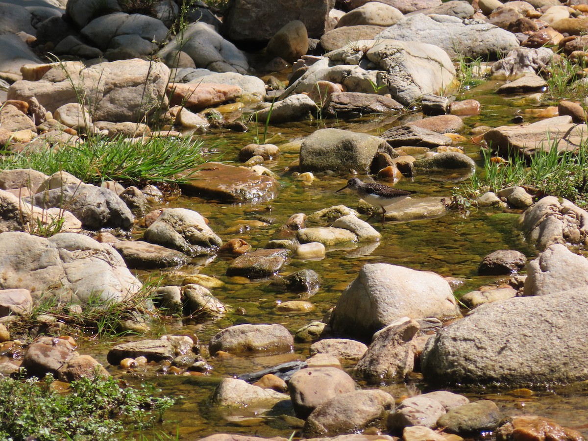 Solitary Sandpiper - ML567782621