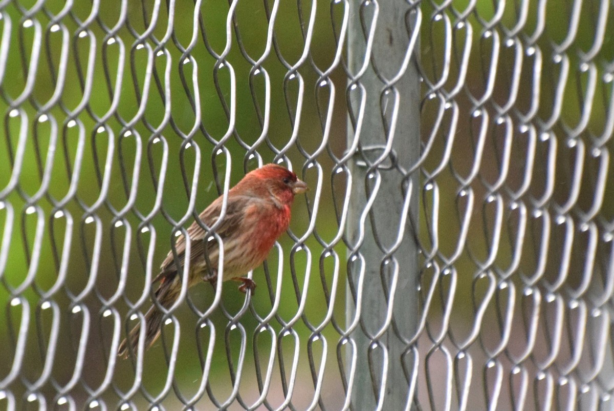 House Finch - ML56778331