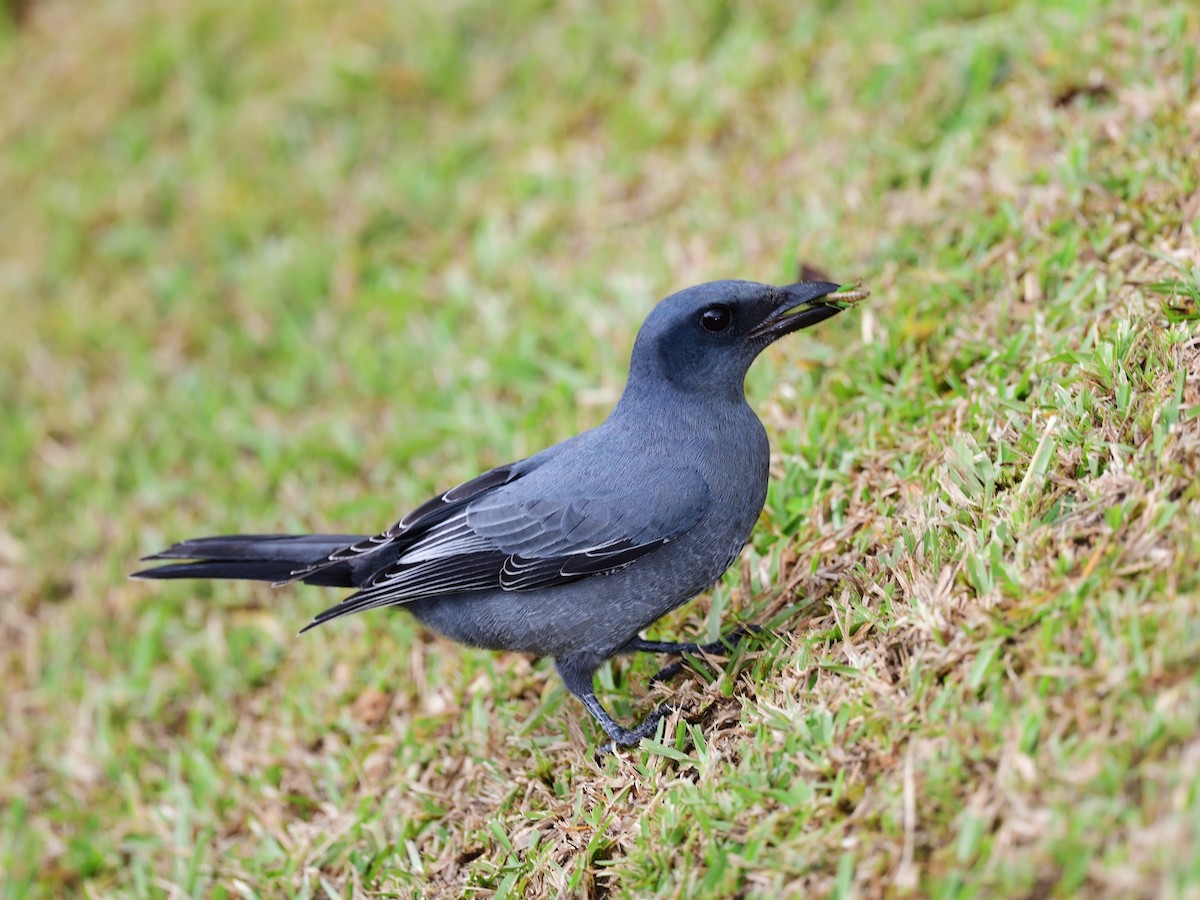 Sunda Cuckooshrike - Oleg Chernyshov