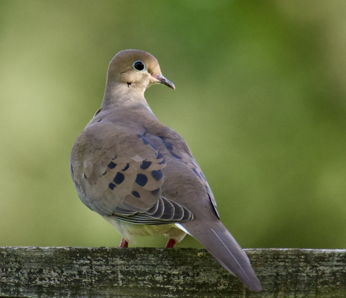 Mourning Dove - ML567783911