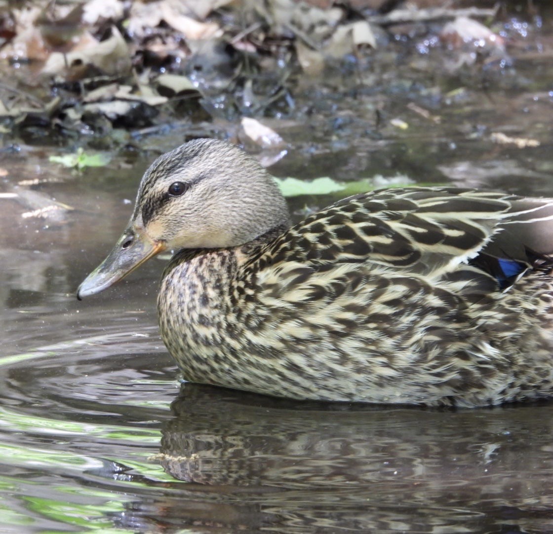 Mallard - ML567784151