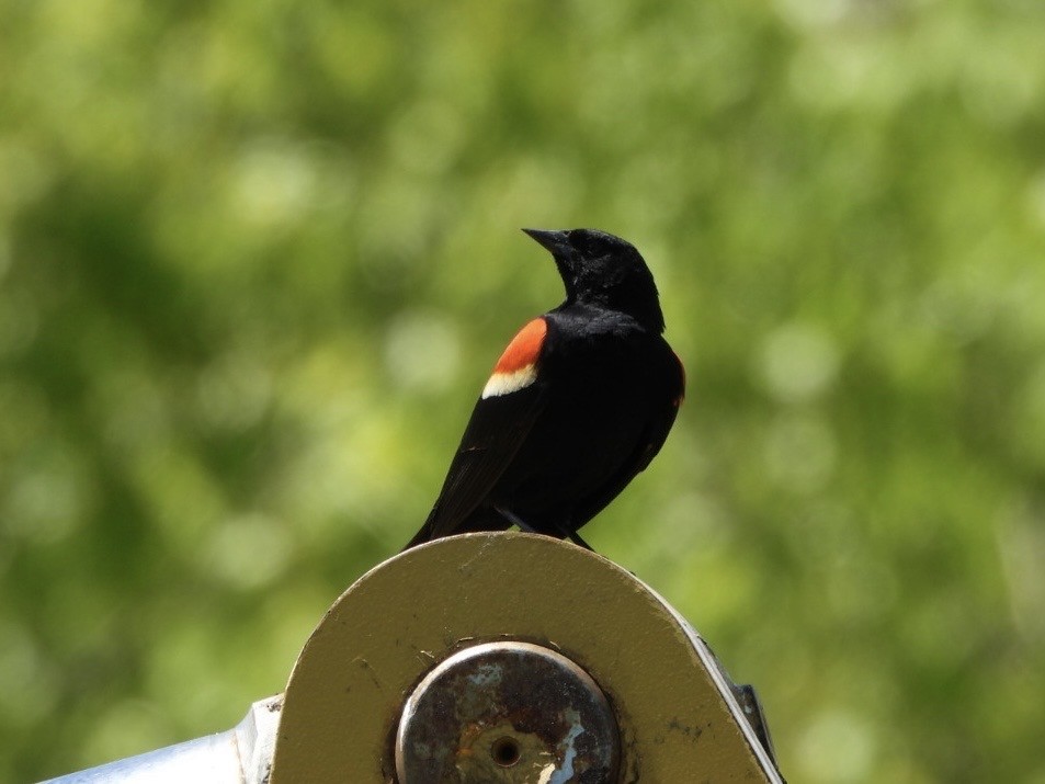 Red-winged Blackbird - ML567784431