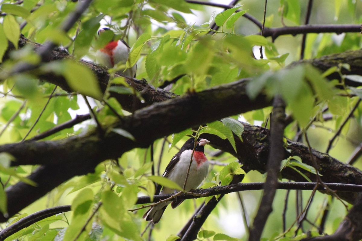 Rose-breasted Grosbeak - ML56778451