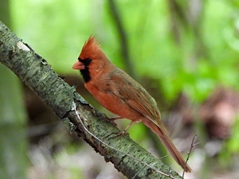 Northern Cardinal - ML567784541