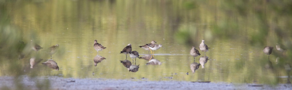 American Golden-Plover - ML567785351