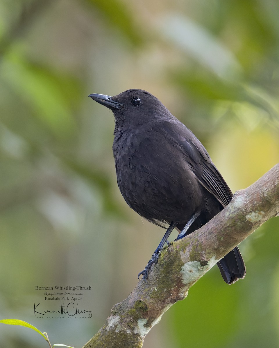 Борнейская синяя птица - ML567785571