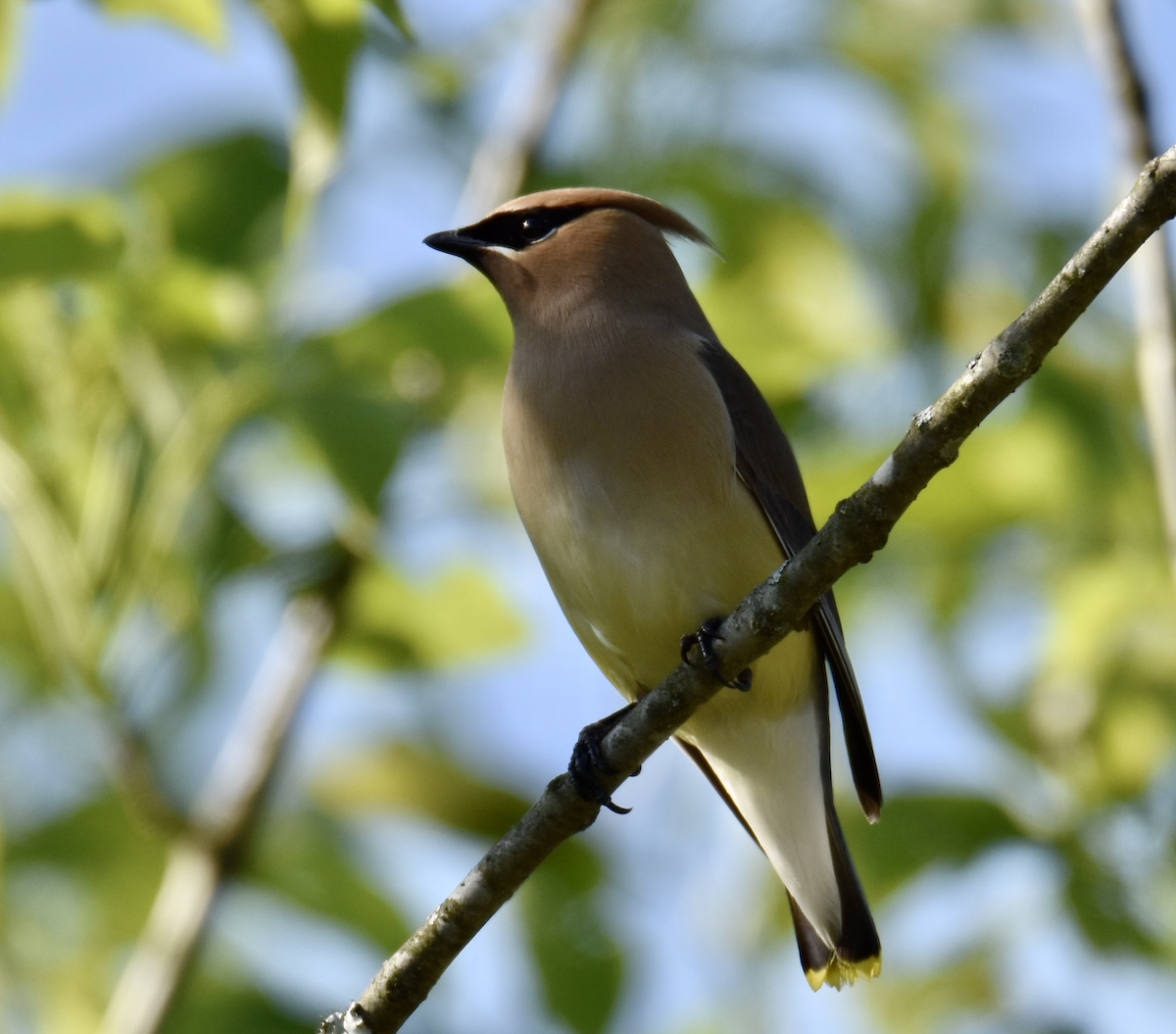 Cedar Waxwing - ML567786851