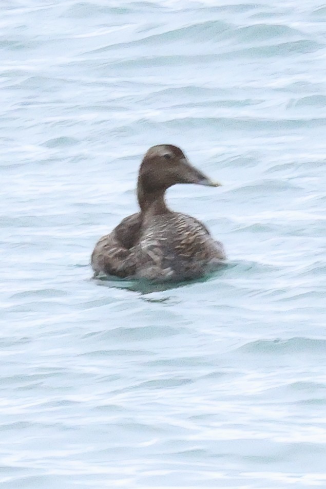 Common Eider - ML567786961