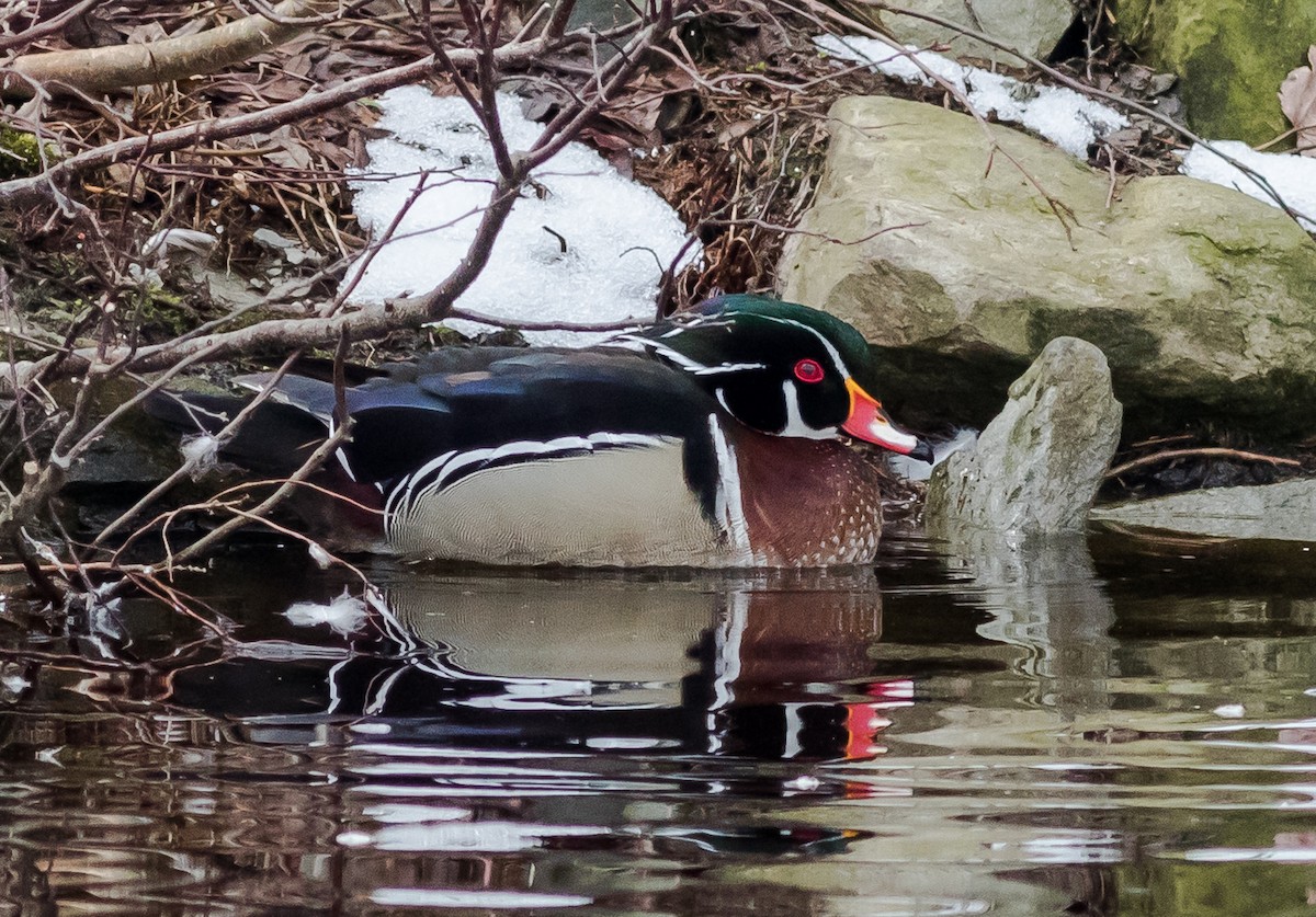 Wood Duck - ML567787071