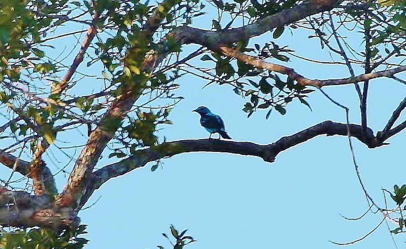 Cotinga de Cayenne - ML56778731