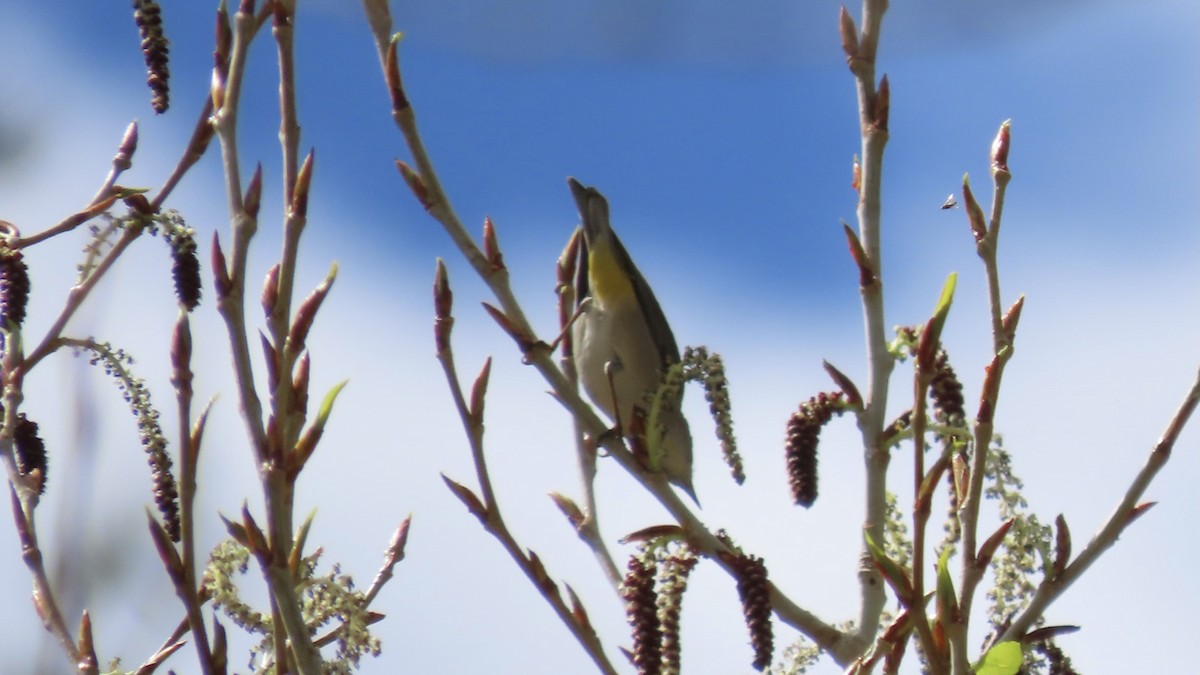 Virginia's Warbler - ML567787571