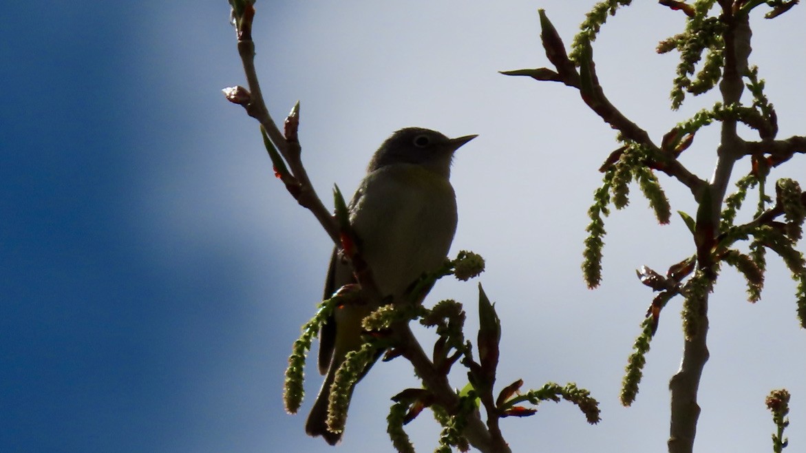 Virginia's Warbler - ML567787671