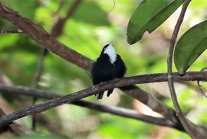 Manakin à gorge blanche - ML56778851