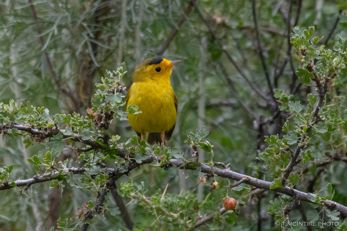 Wilson's Warbler - ML567788641