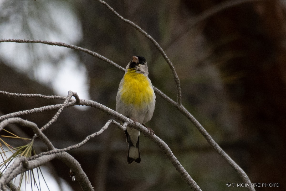 Lawrence's Goldfinch - ML567789681
